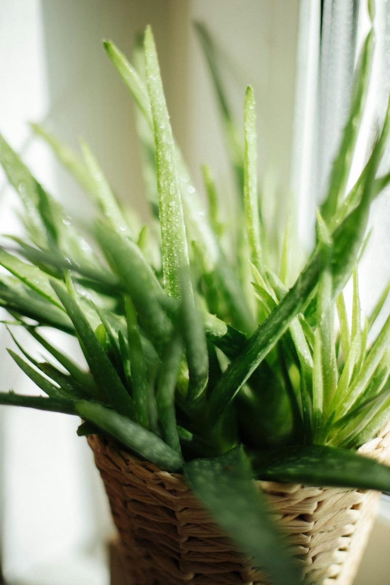 7 DIY Aloe Vera Beauty Hacks